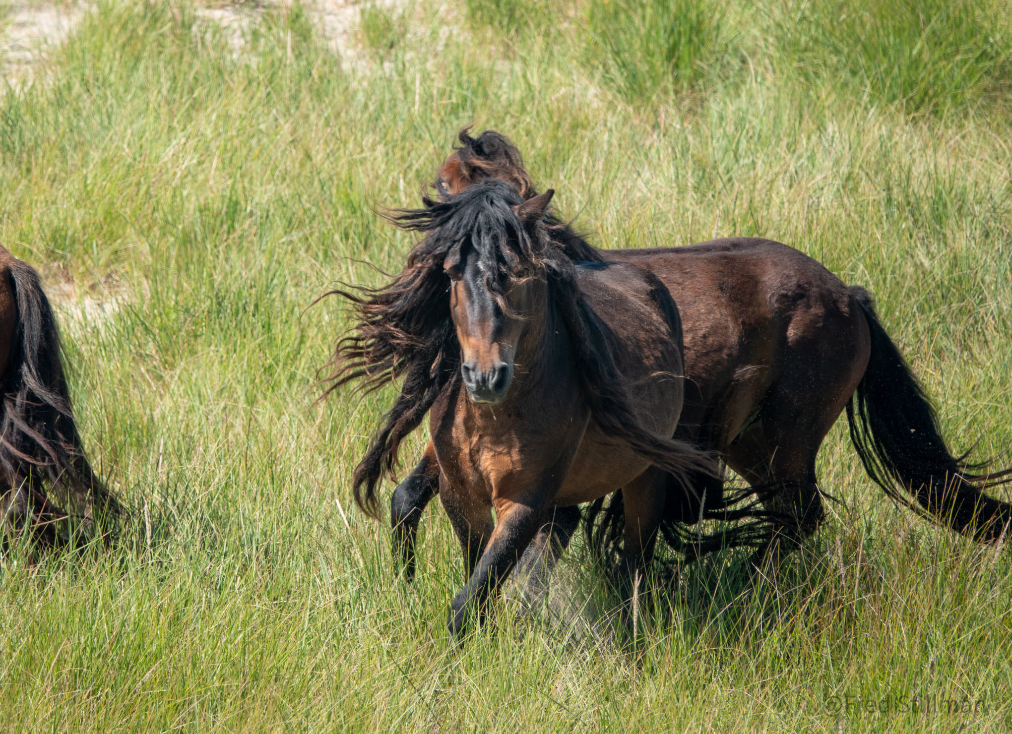 Horses Of Sable Island, Nova Scotia